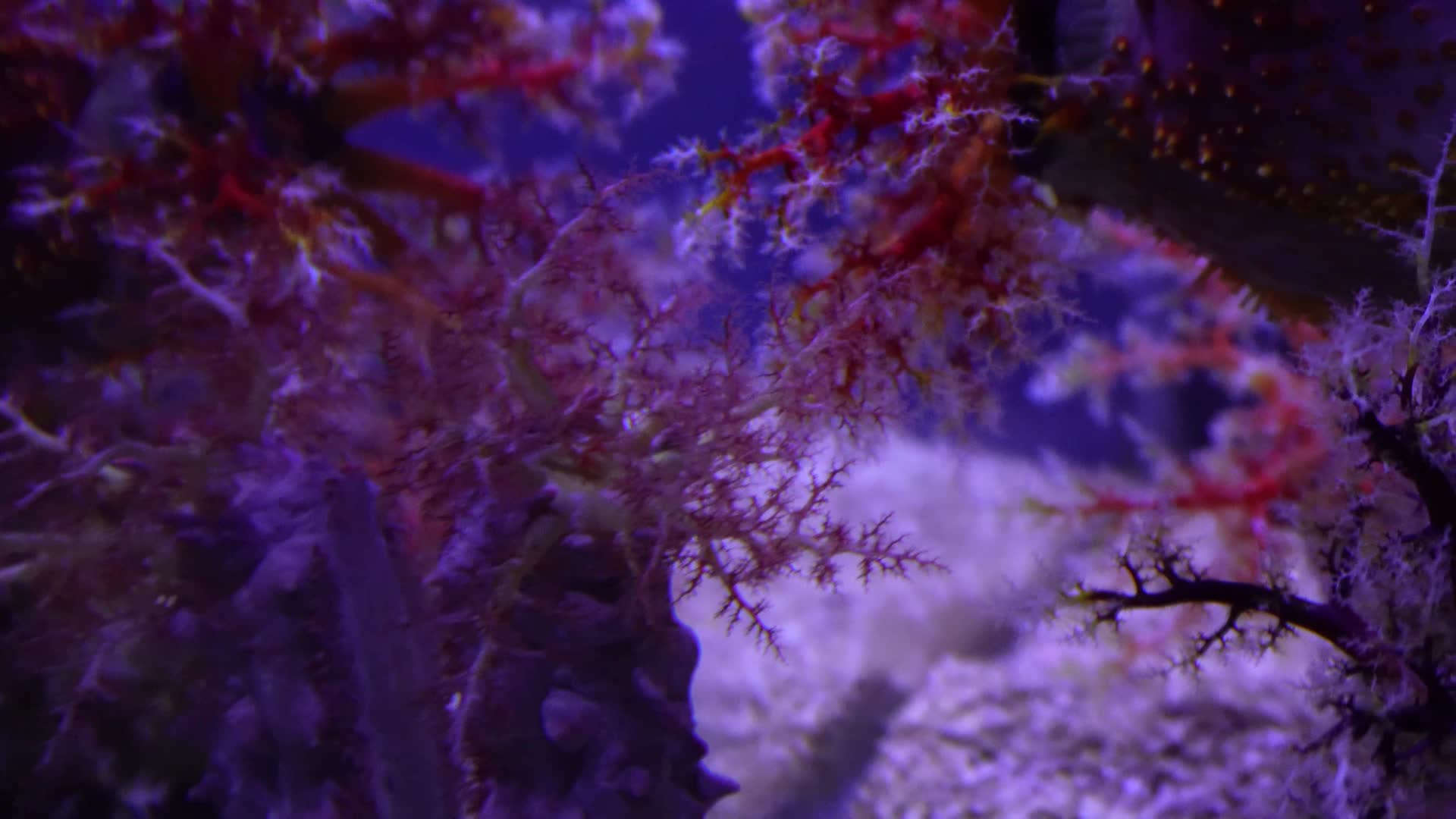 海苹果海葵触手珊瑚视频的预览图