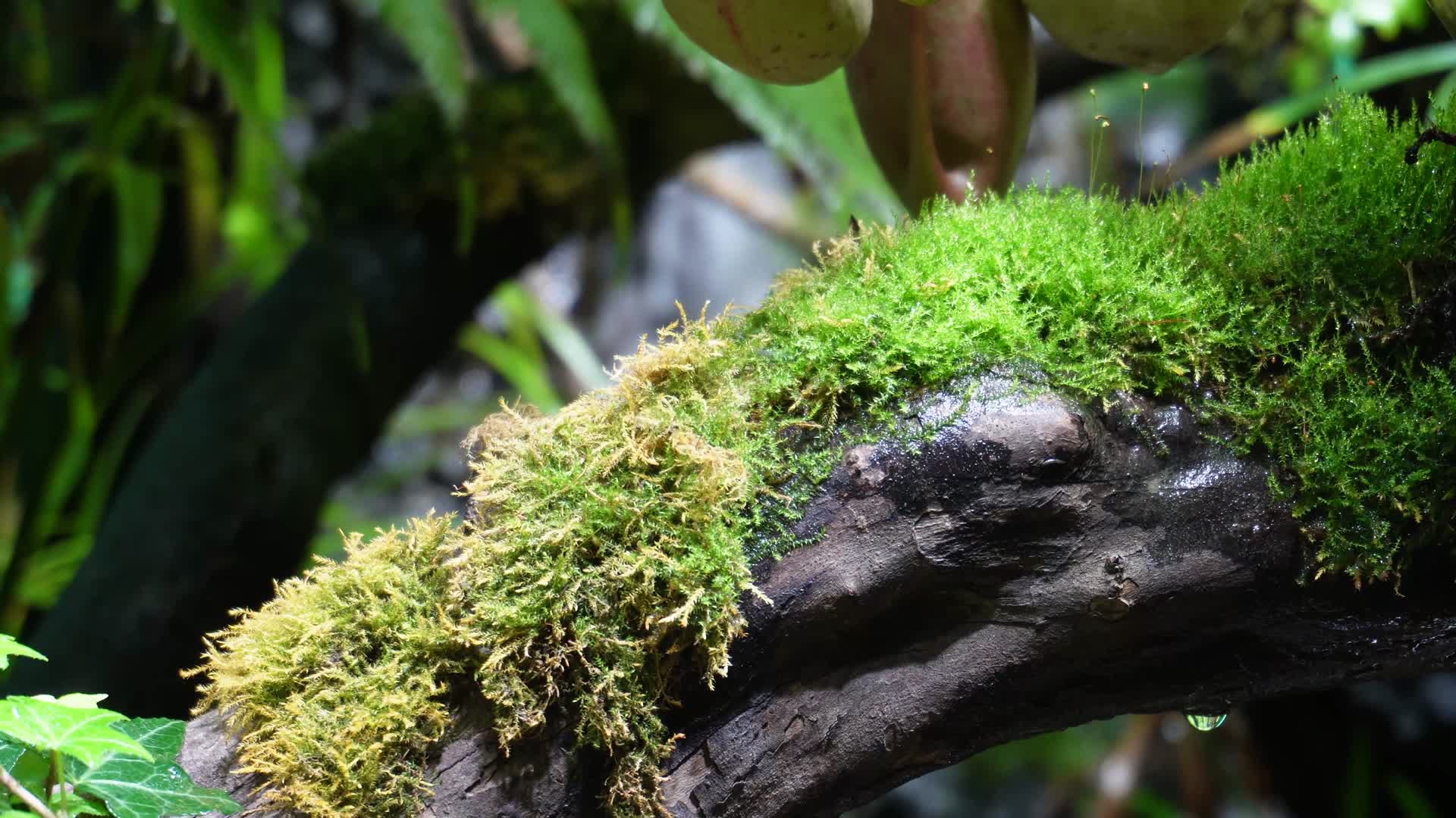 观赏雨林缸造景热带植物视频的预览图
