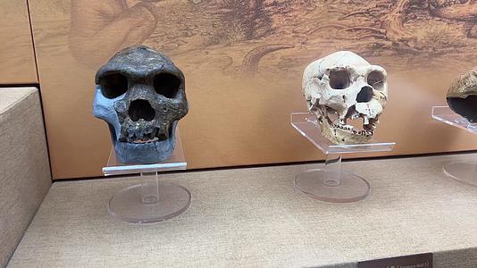 山顶洞人北京人猿人骨骼化石视频的预览图