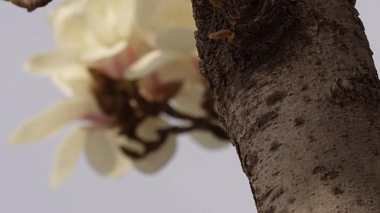 盛开的白色玉兰花花瓣花朵视频的预览图