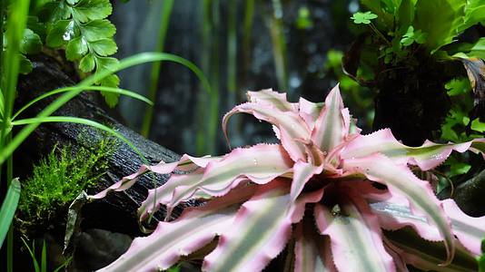 雨林缸造景热带植物观赏视频的预览图