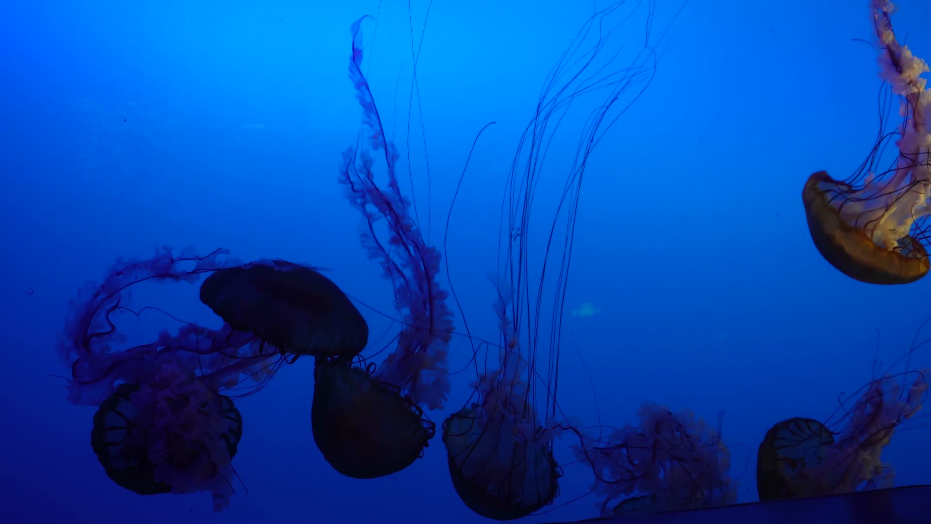 太平洋海刺水母海蜇海洋生物视频的预览图