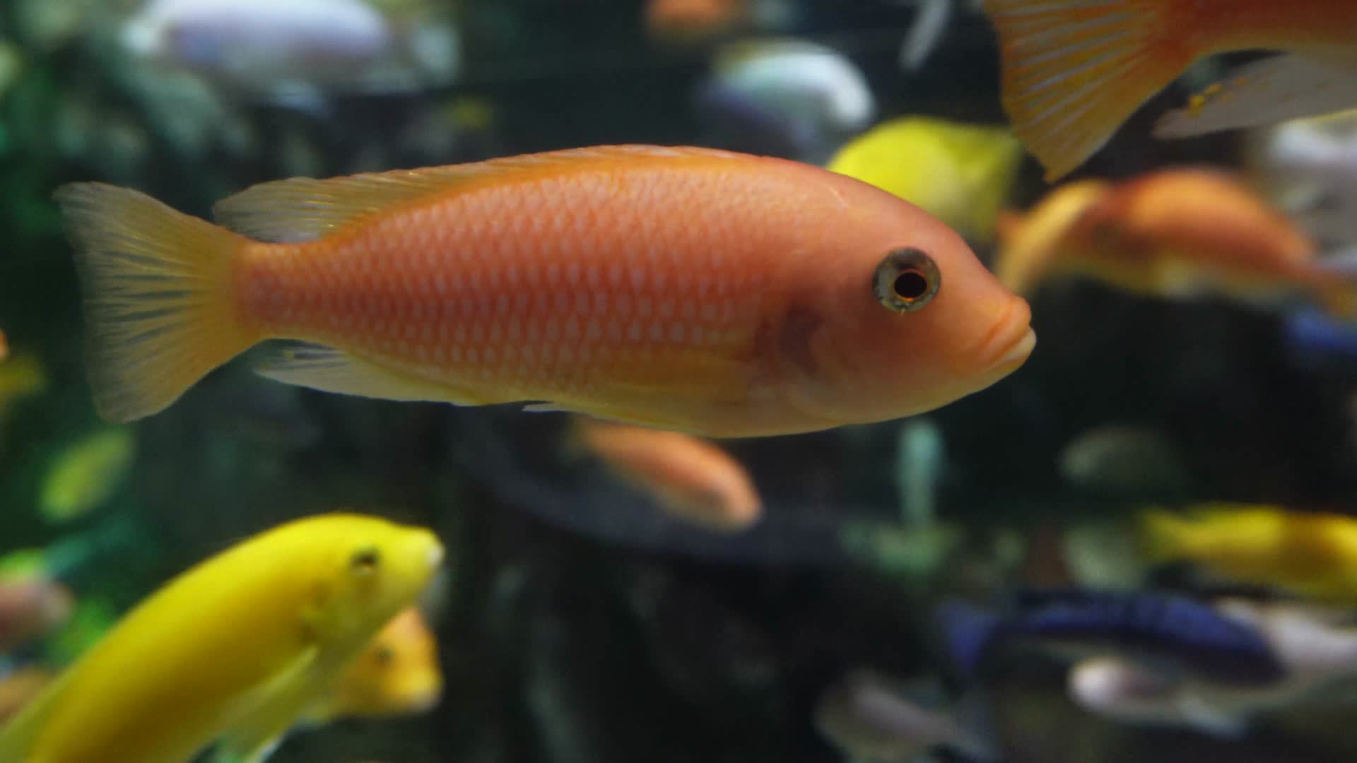 鱼类三湖慈鲷彩色热带鱼水族视频的预览图