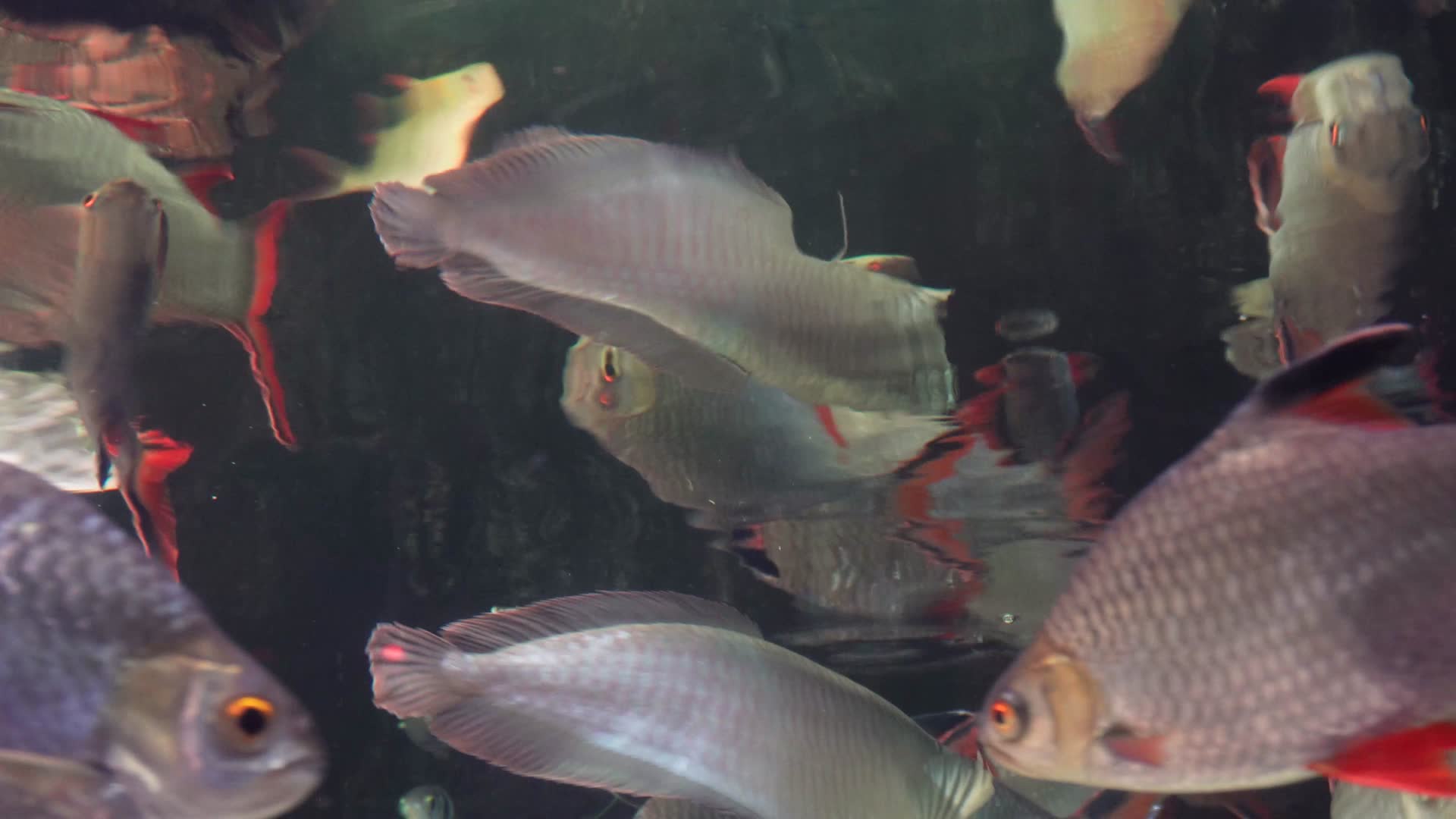 亚马逊雨林水下生物食人鱼视频的预览图