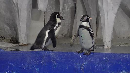 水族馆里的帝王企鹅南极视频的预览图