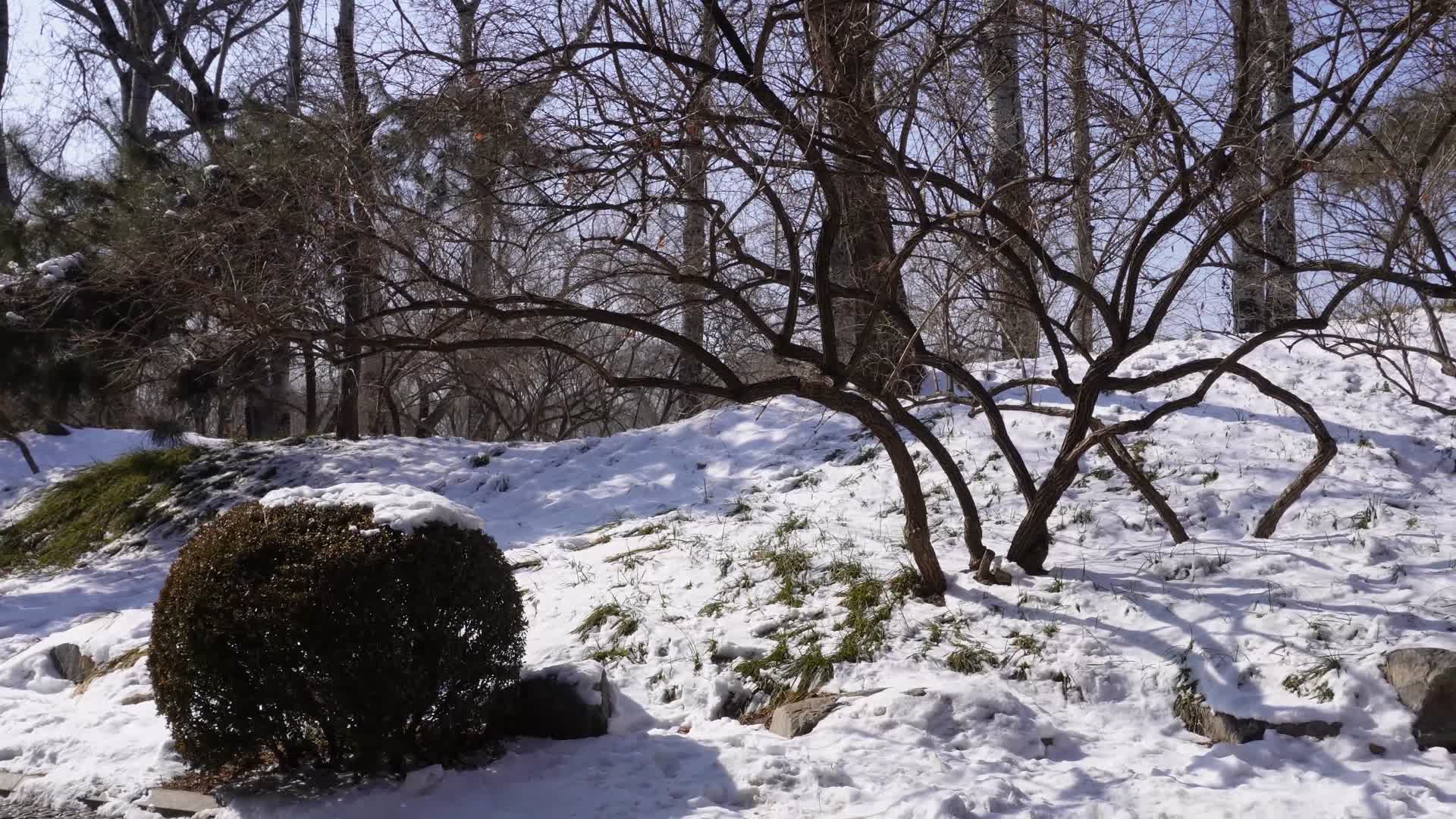 雪松冰雪下雪雪后冬季圆明园视频的预览图