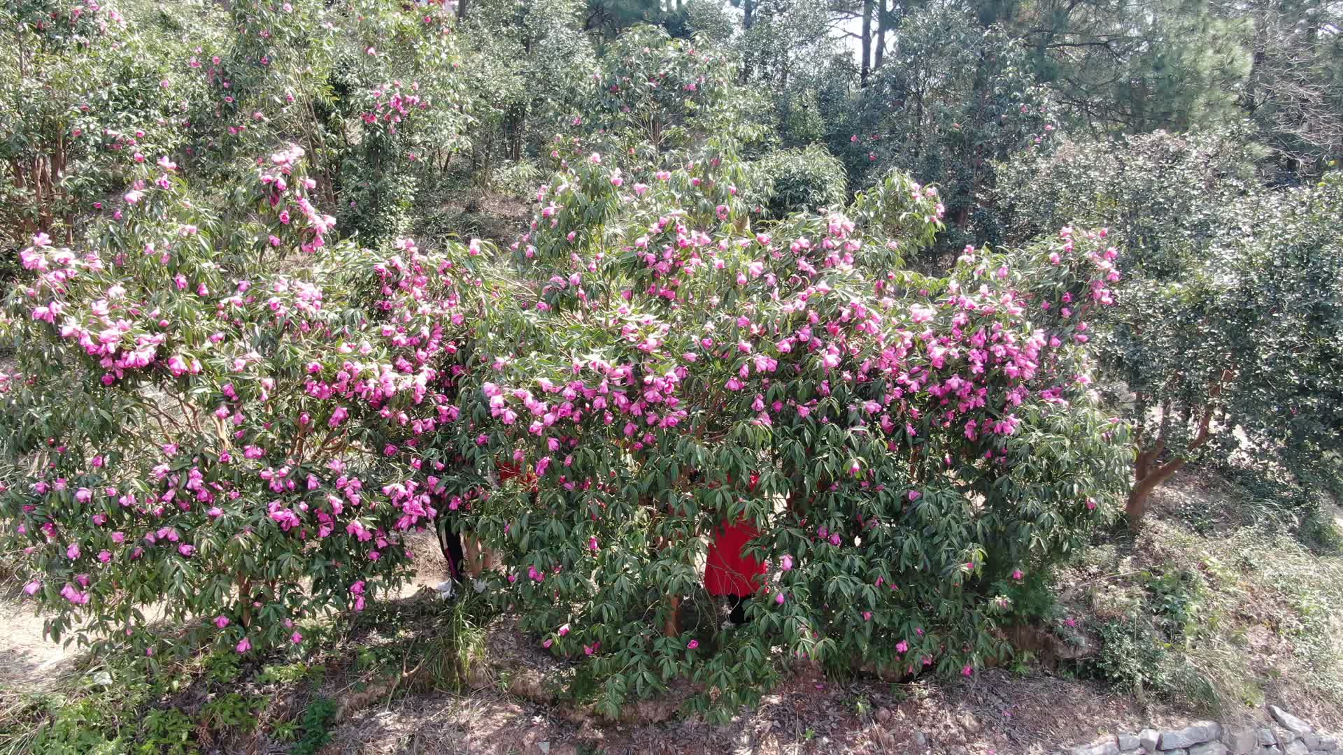 航拍野生山茶花盛开植物视频的预览图