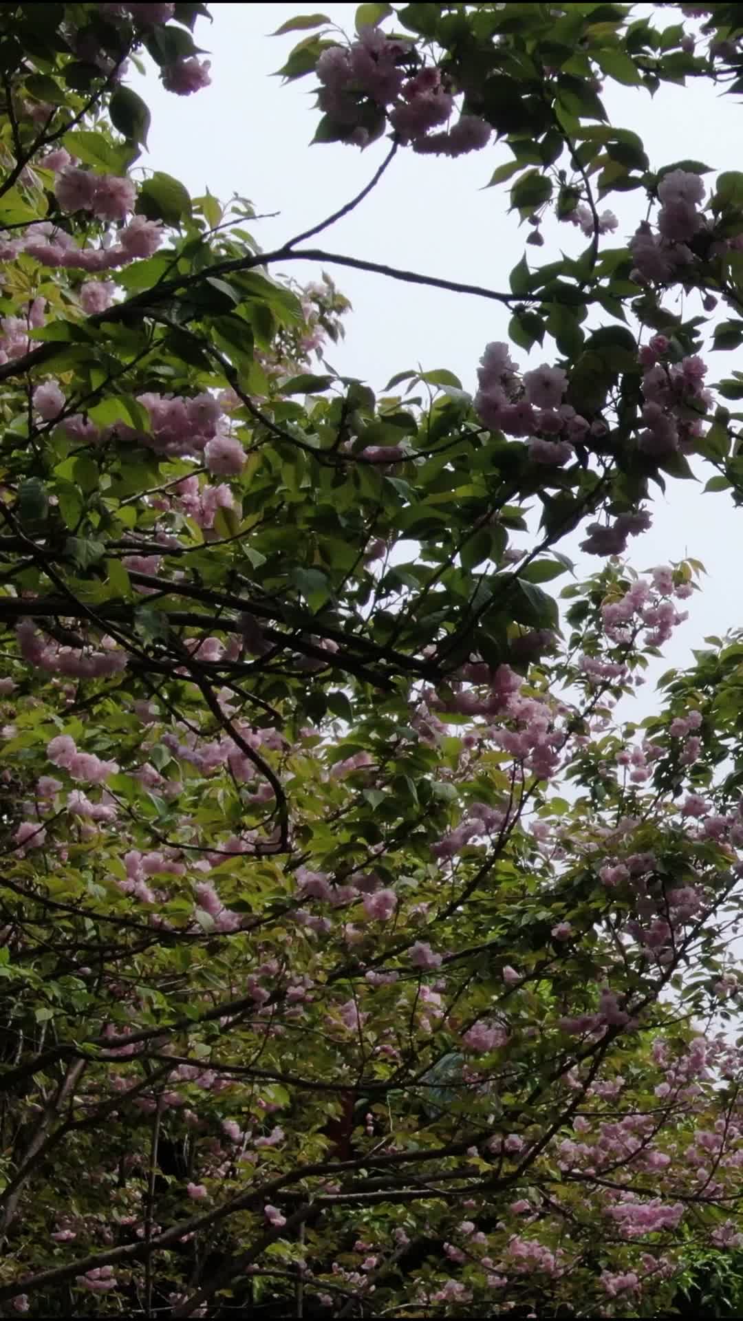 樱花盛开视频的预览图