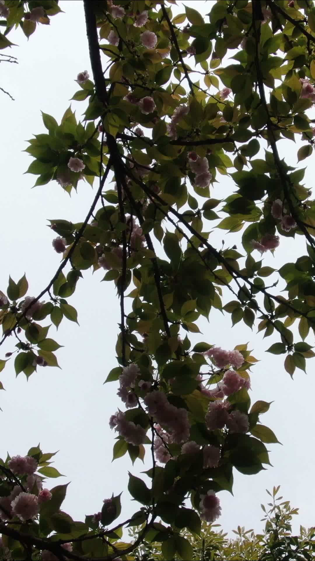 实拍春天樱花盛开植物视频的预览图