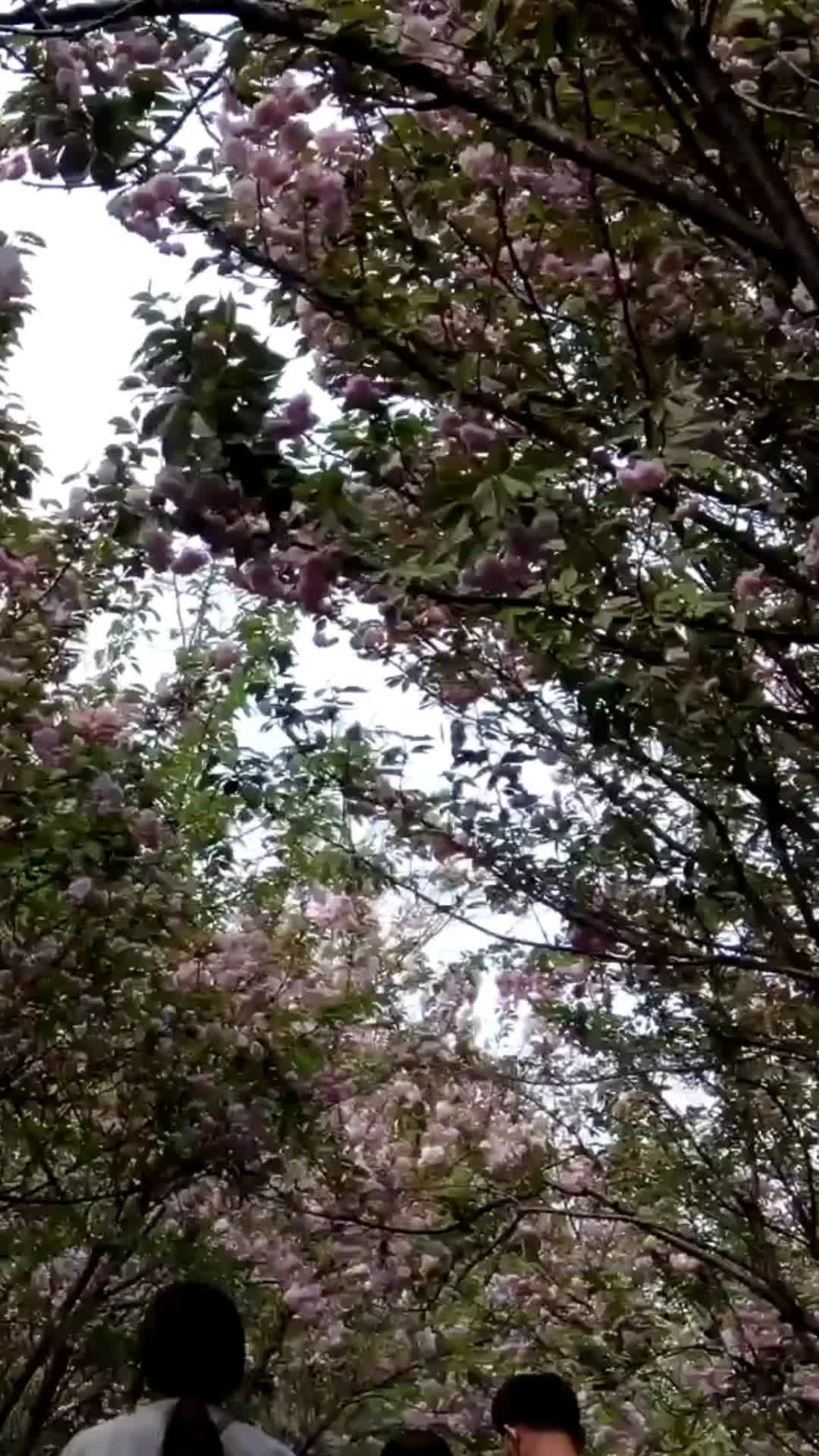 实拍春天樱花盛开植物视频的预览图