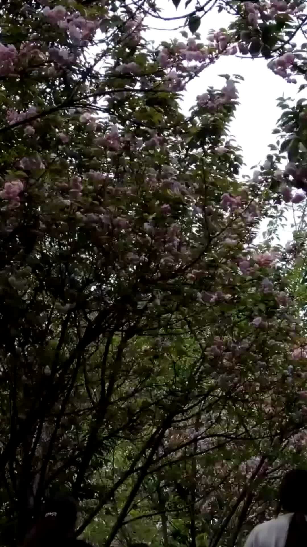 樱花盛开视频的预览图