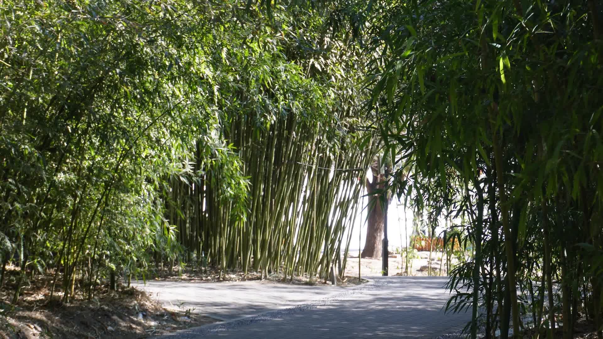 北京紫竹院公园竹林小径视频的预览图