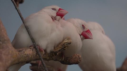 白色山雀文鸟小鸟挤在一起睡觉视频的预览图