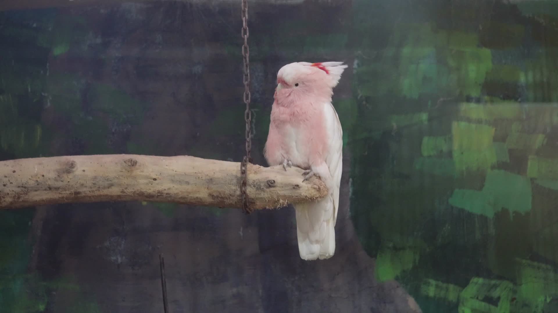 白色凤头鹦鹉大型鸟类保护动物羽毛视频的预览图