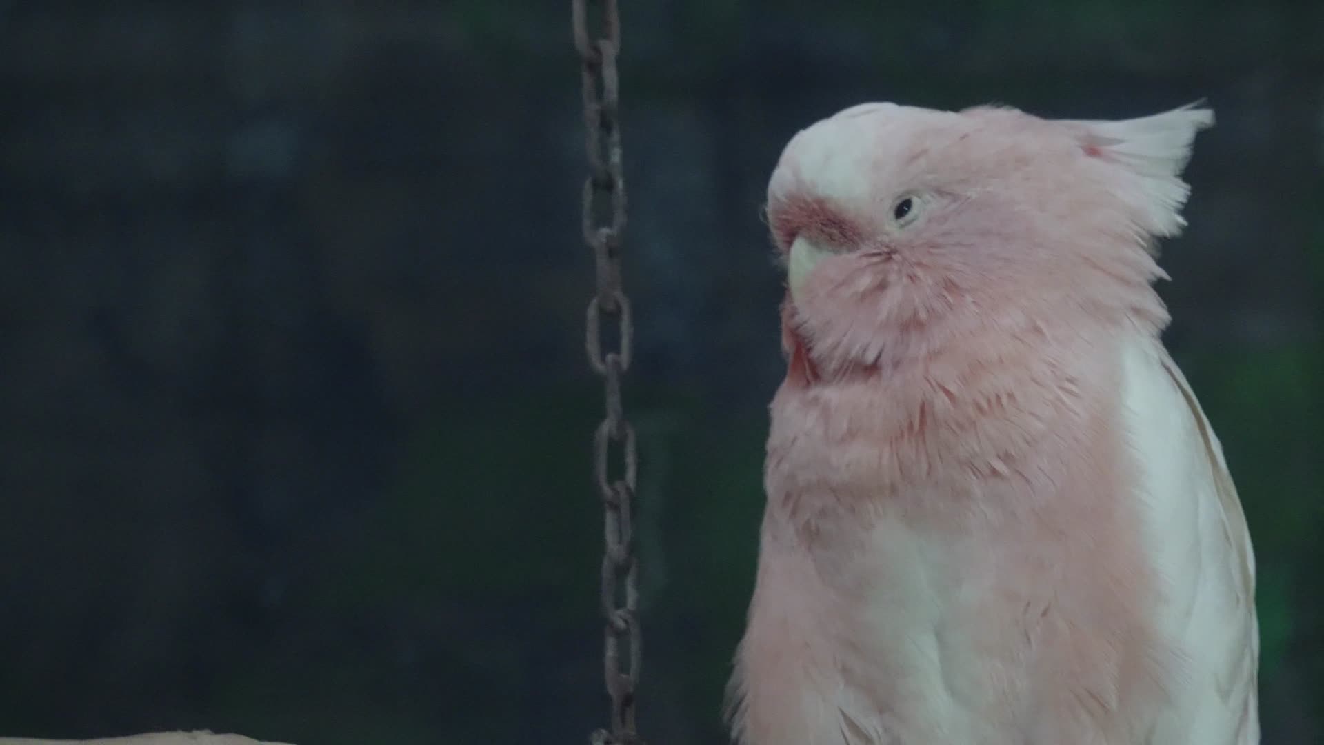 白色凤头鹦鹉大型鸟类保护动物羽毛视频的预览图