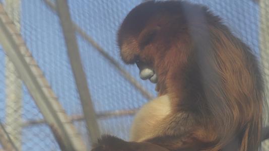 保护动物金丝猴长臂猿动物园视频的预览图