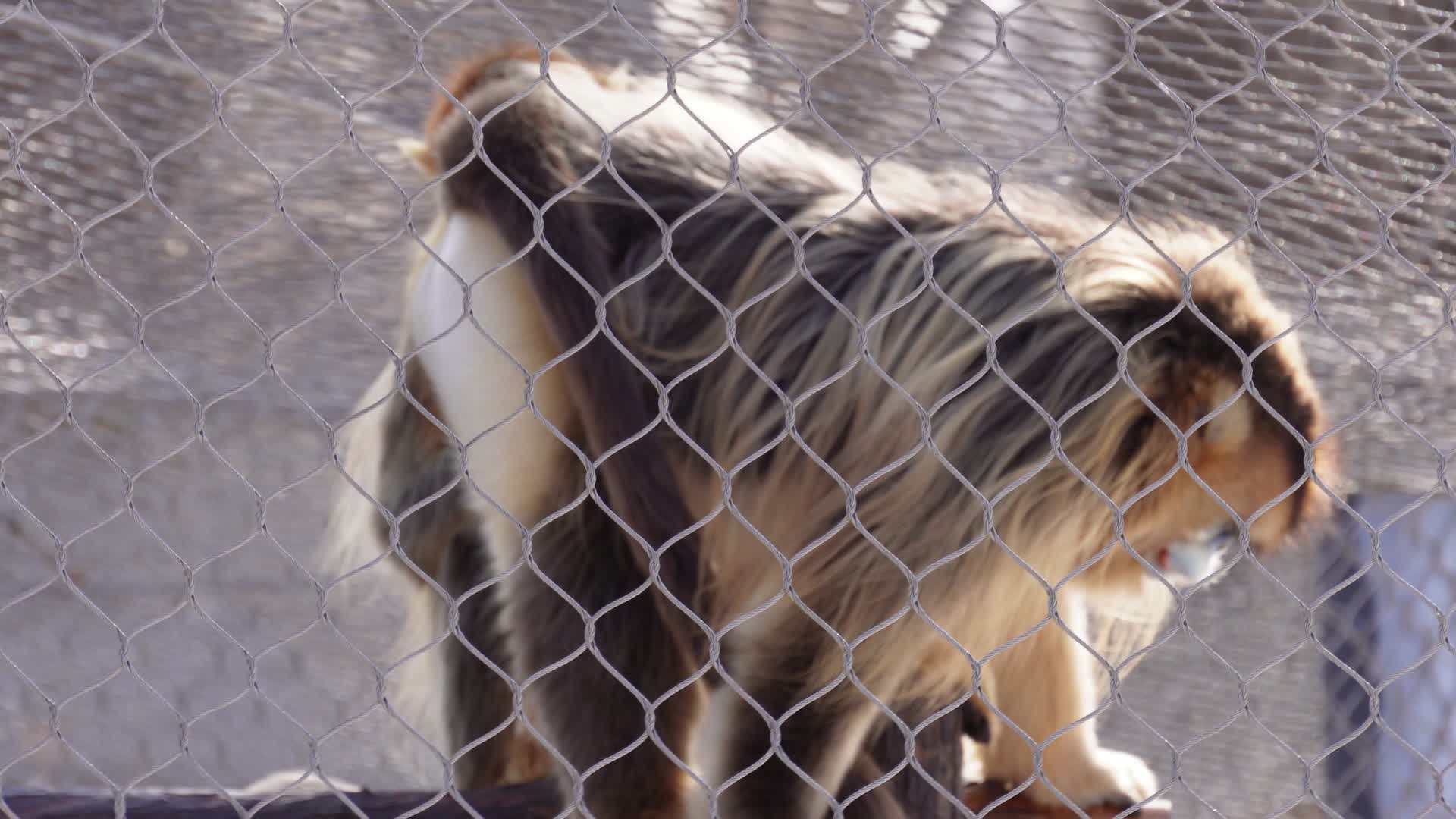 保护动物金丝猴长臂猿动物园视频的预览图