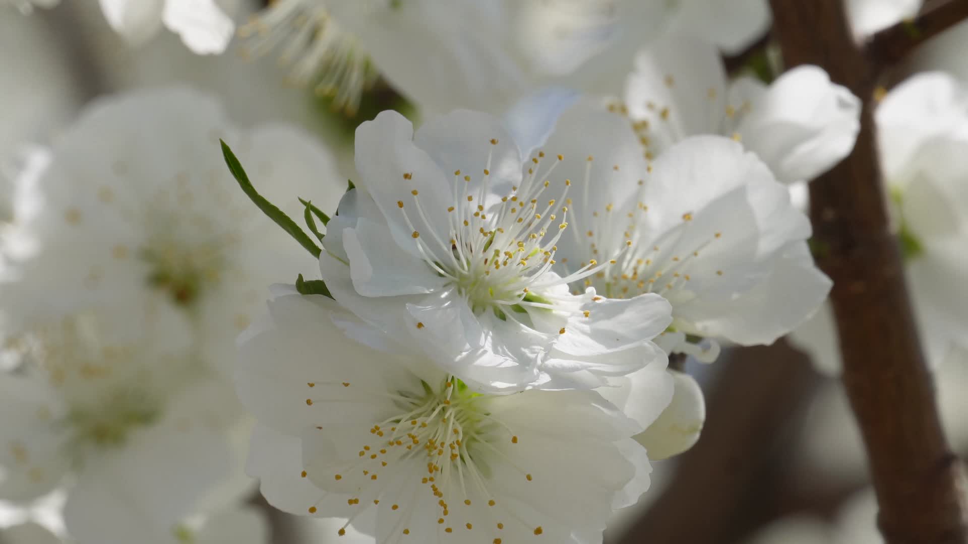 白色花朵花瓣桃花梅花视频的预览图
