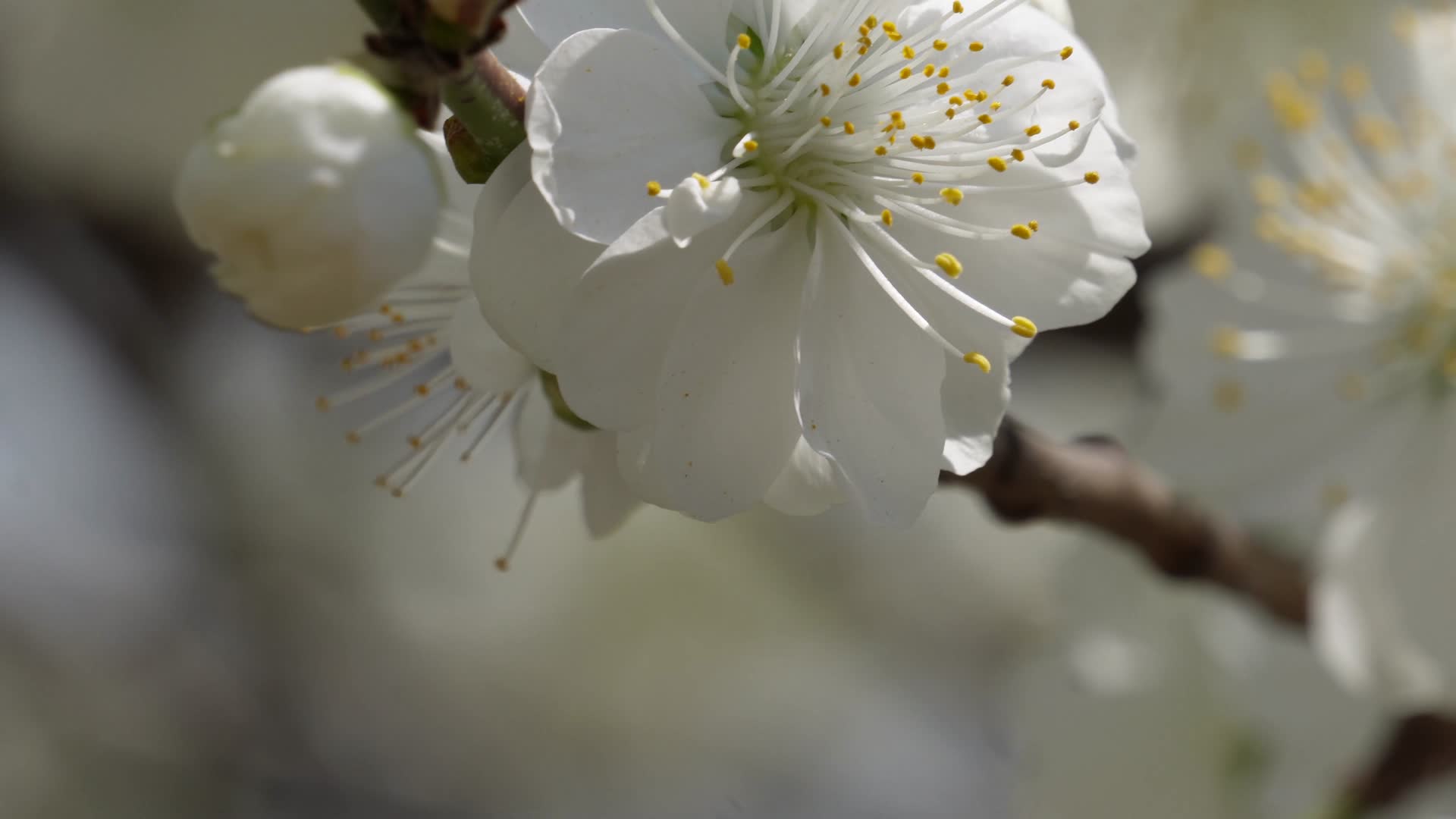 白色花朵花瓣桃花梅花视频的预览图