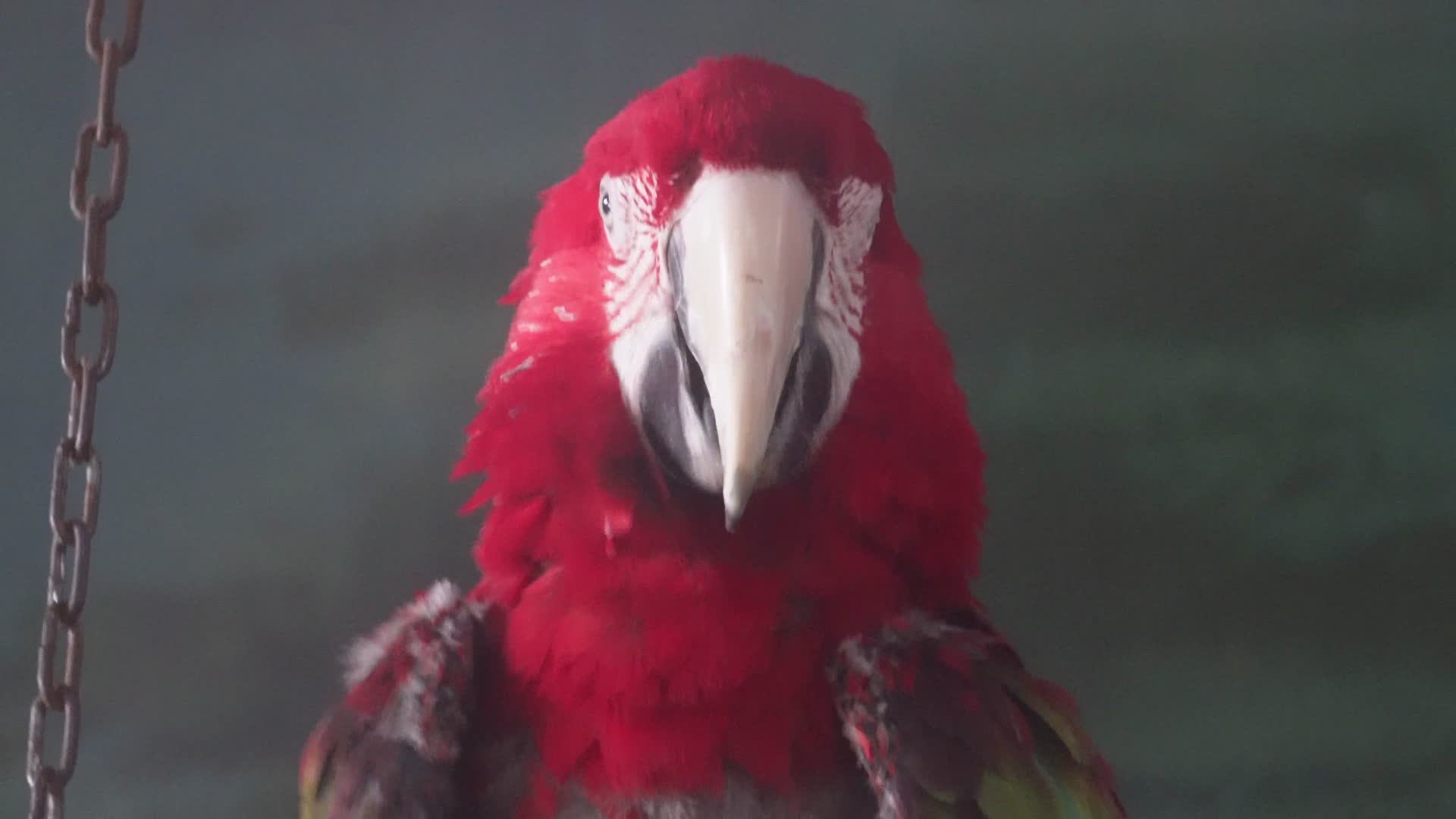 彩色的羽毛鹦鹉展开翅膀保护动物视频的预览图
