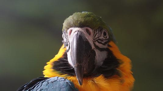 彩色的羽毛鹦鹉展开翅膀保护动物视频的预览图