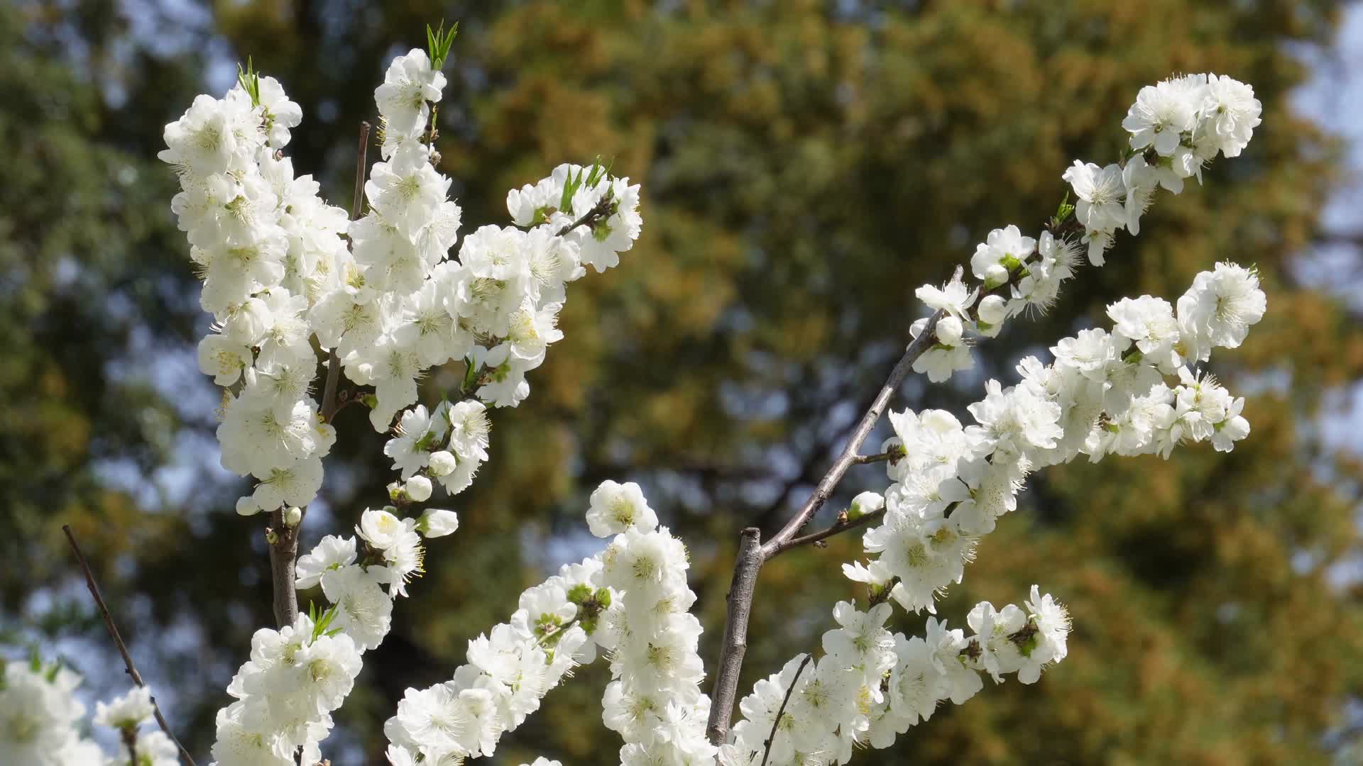 白色梅花腊梅鲜花花朵视频的预览图