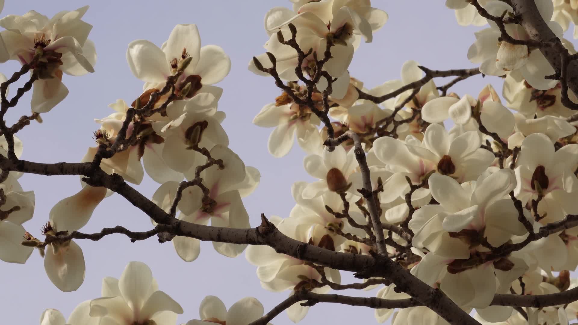 白色玉兰花鲜花花朵视频的预览图