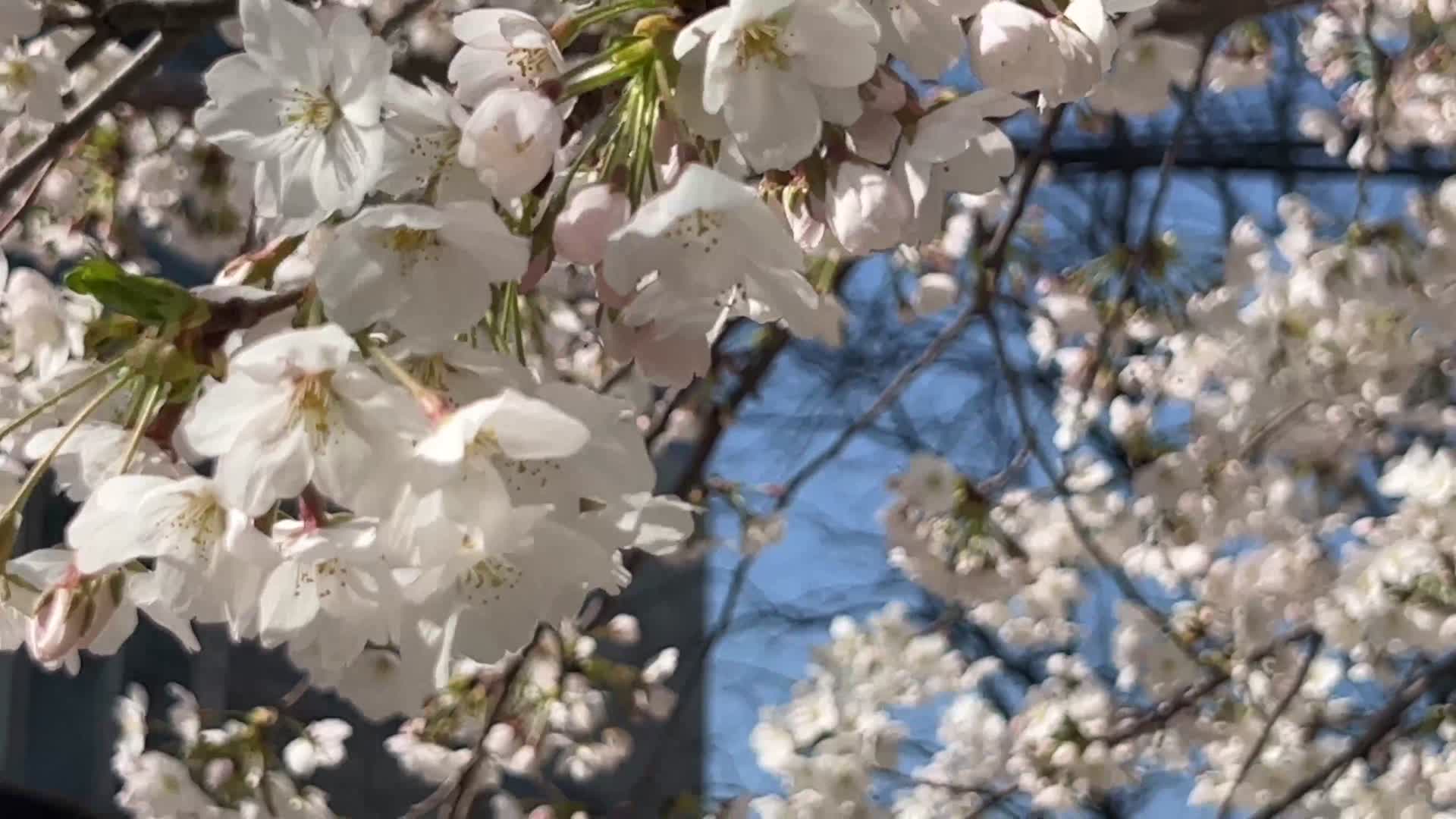 白色桃花春天花开视频的预览图