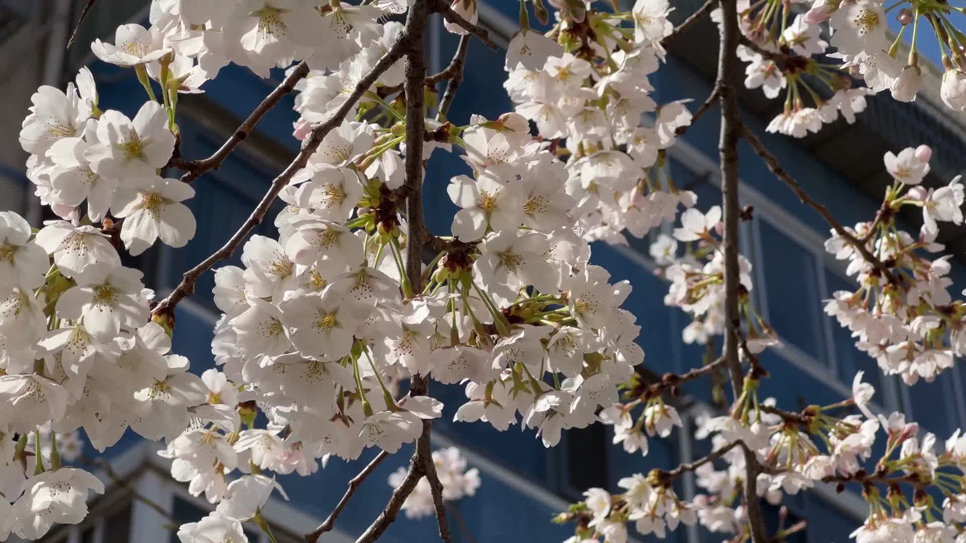 白色桃花春天花开视频的预览图