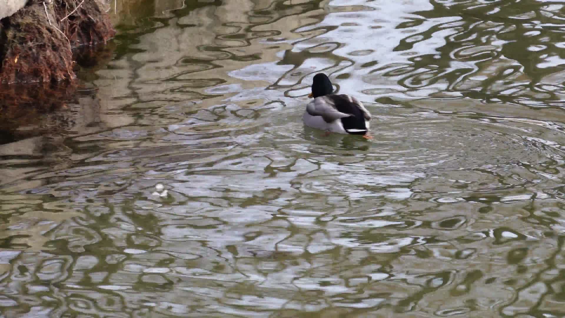 春江水暖鸭先知水禽湖里的鸭子天鹅视频的预览图