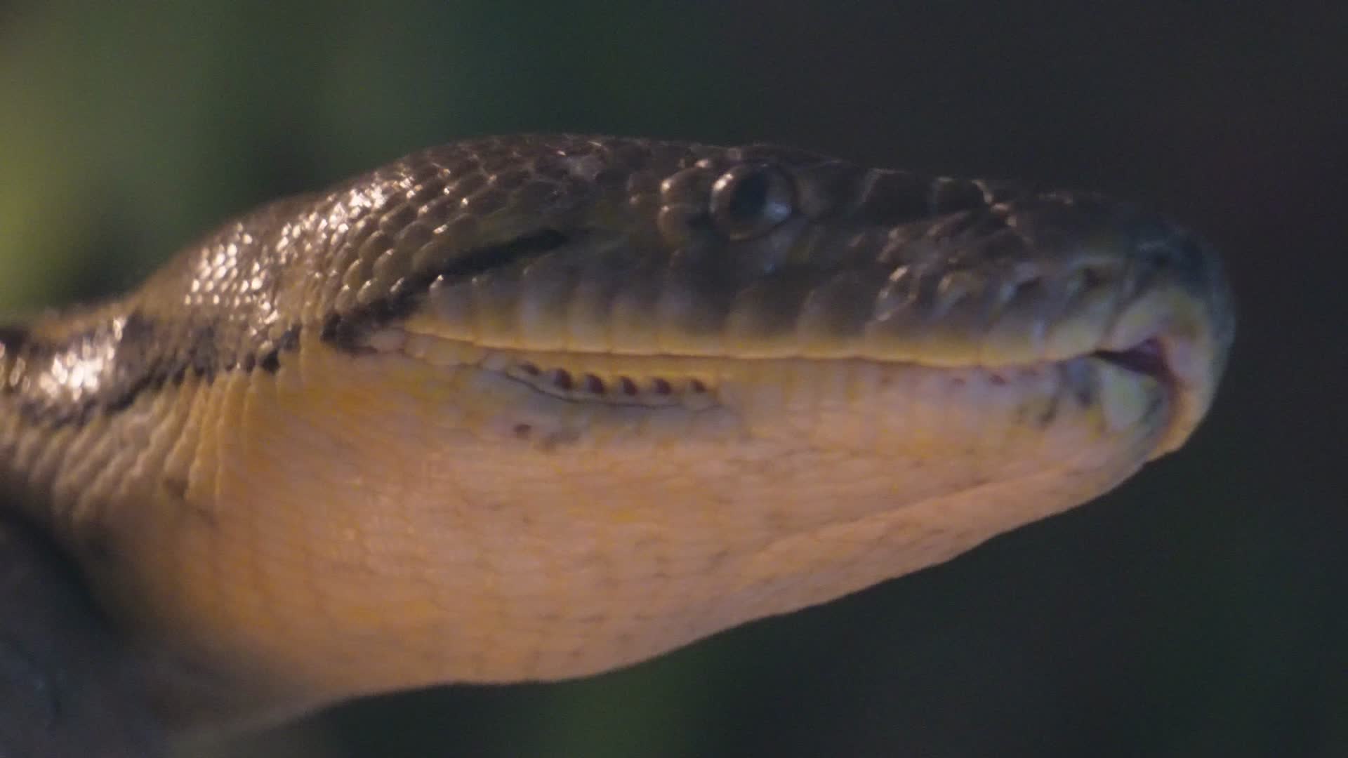丛林蟒蟒蛇舌头蛇皮蛇蜕鳞片特写视频的预览图