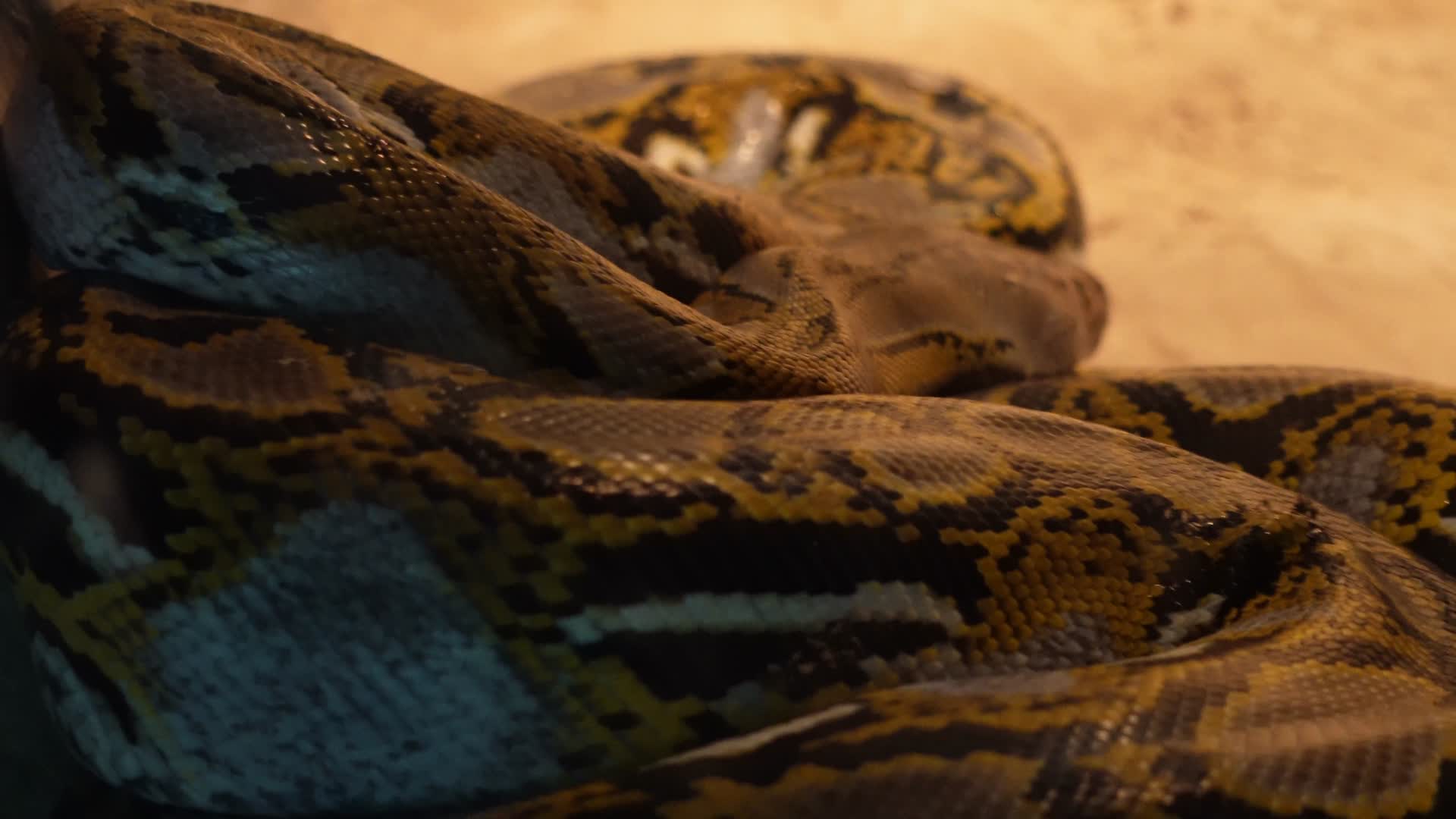 丛林蟒蟒蛇舌头蛇皮蛇蜕鳞片特写视频的预览图