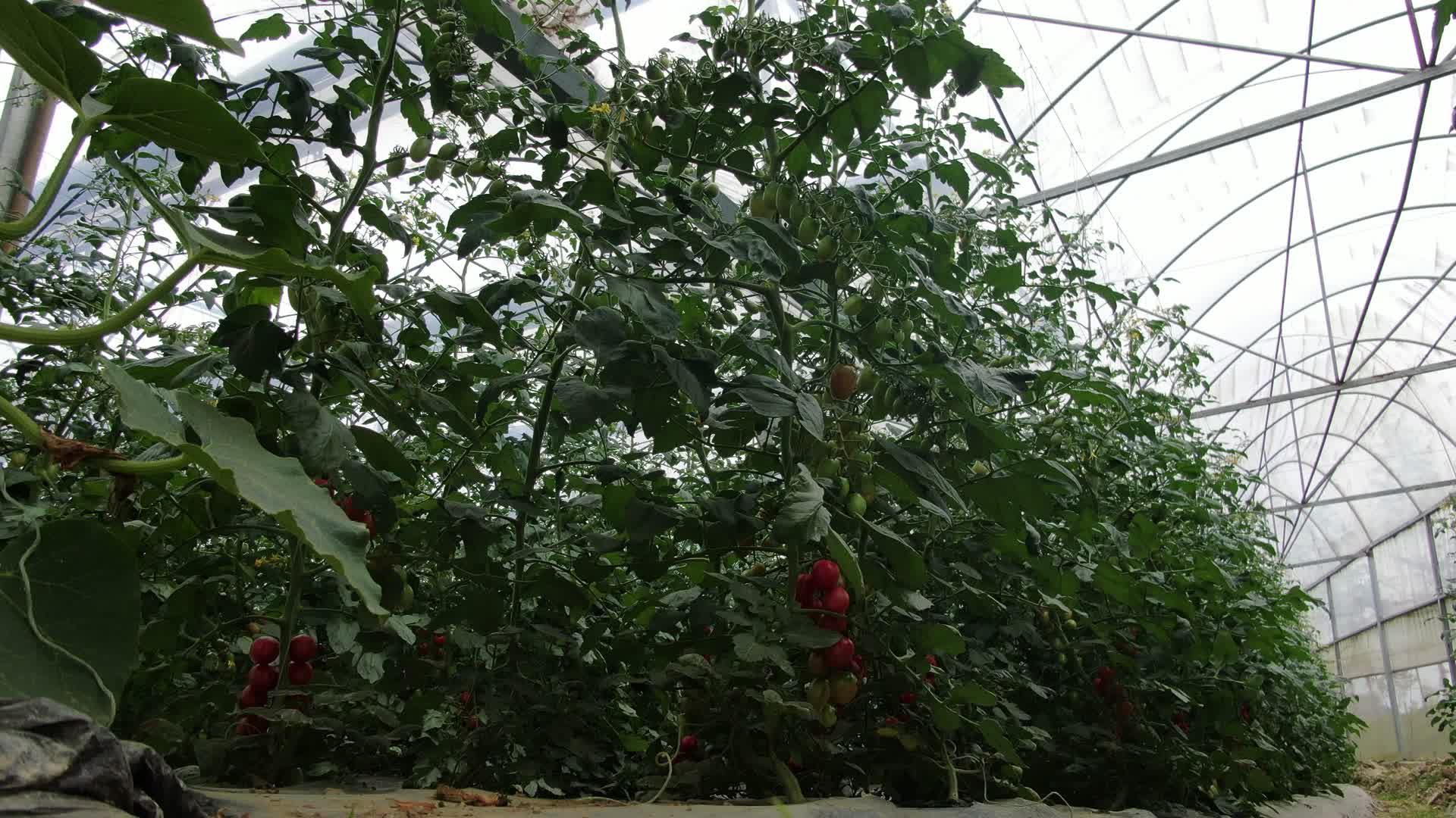 现代农业蔬菜种植基地绿色有机视频的预览图