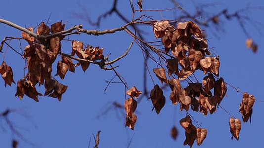 大自然落叶枯木冬季天空刮风视频的预览图