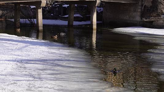 冬季结冰湖面上的水禽鸭子鸳鸯天鹅视频的预览图