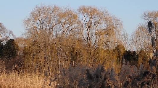 冬季湖面芦苇荡野鸭湖圆明园景区视频的预览图