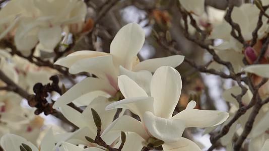 北京植物园春季白色玉兰花视频的预览图