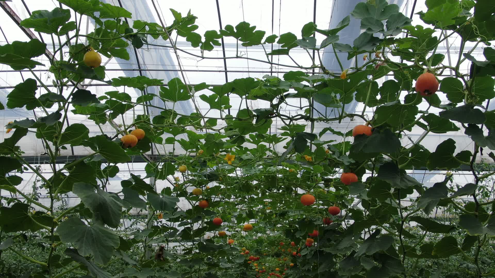 航拍现代农业种植有机蔬菜视频的预览图