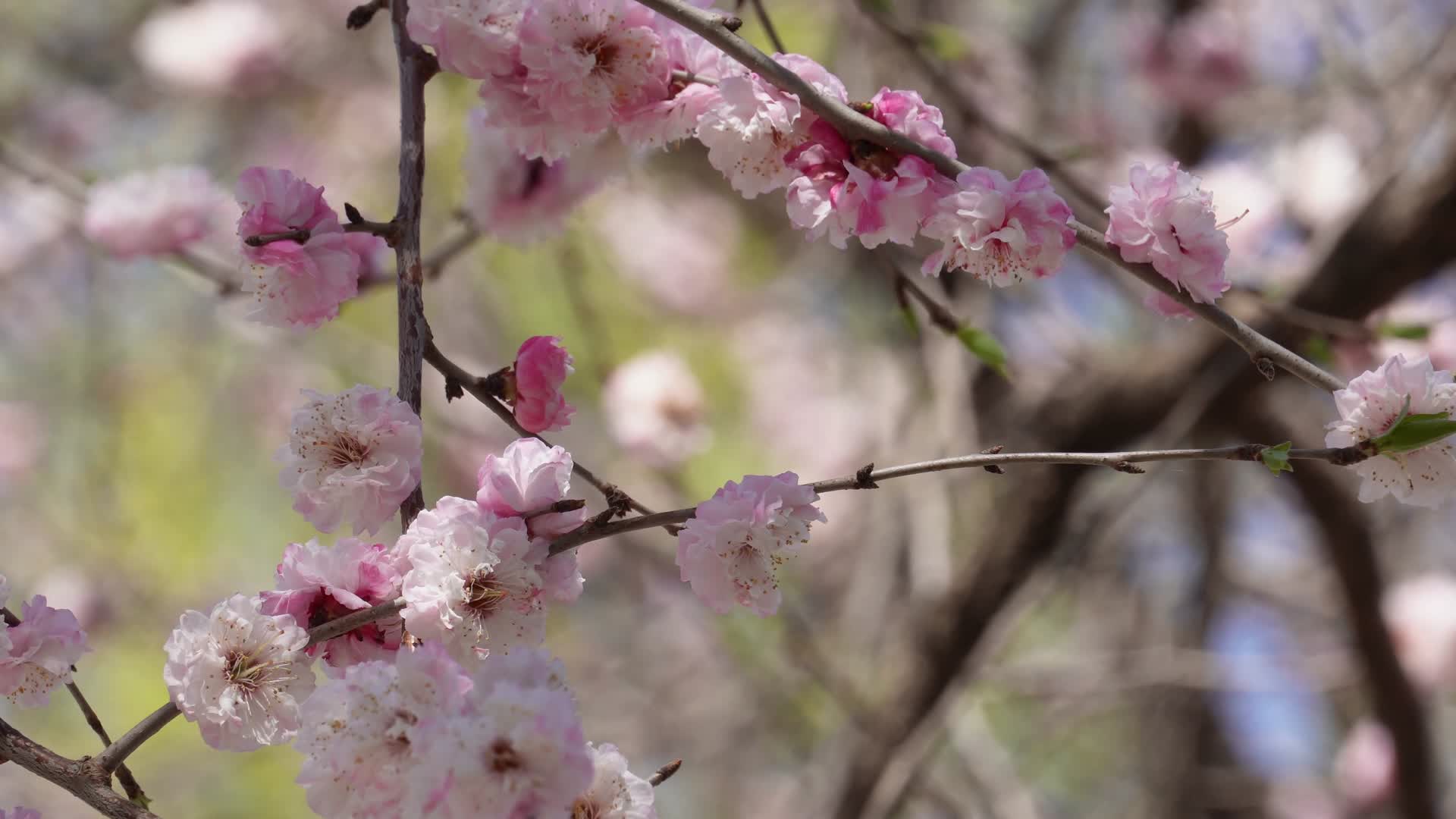 北京植物园桃花梅花樱花粉色花朵视频的预览图