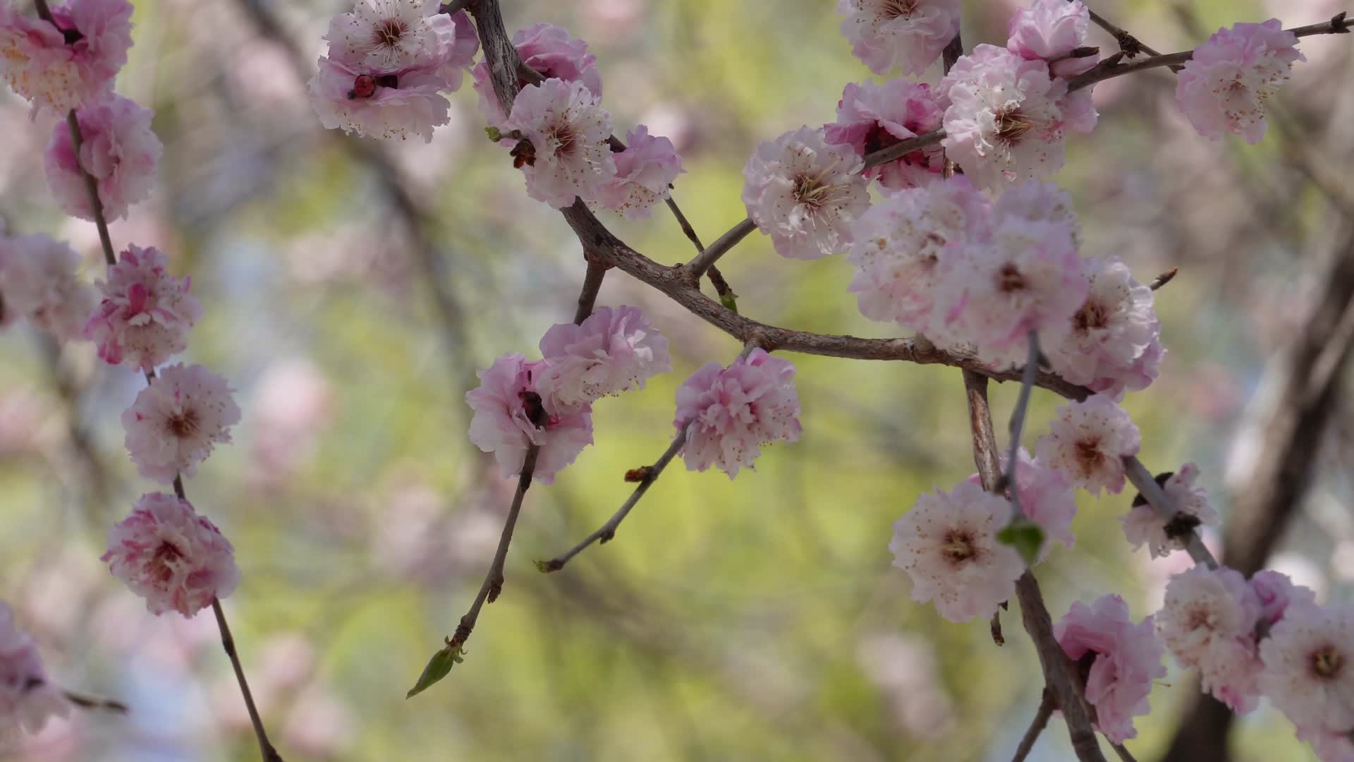 北京植物园桃花梅花樱花粉色花朵视频的预览图