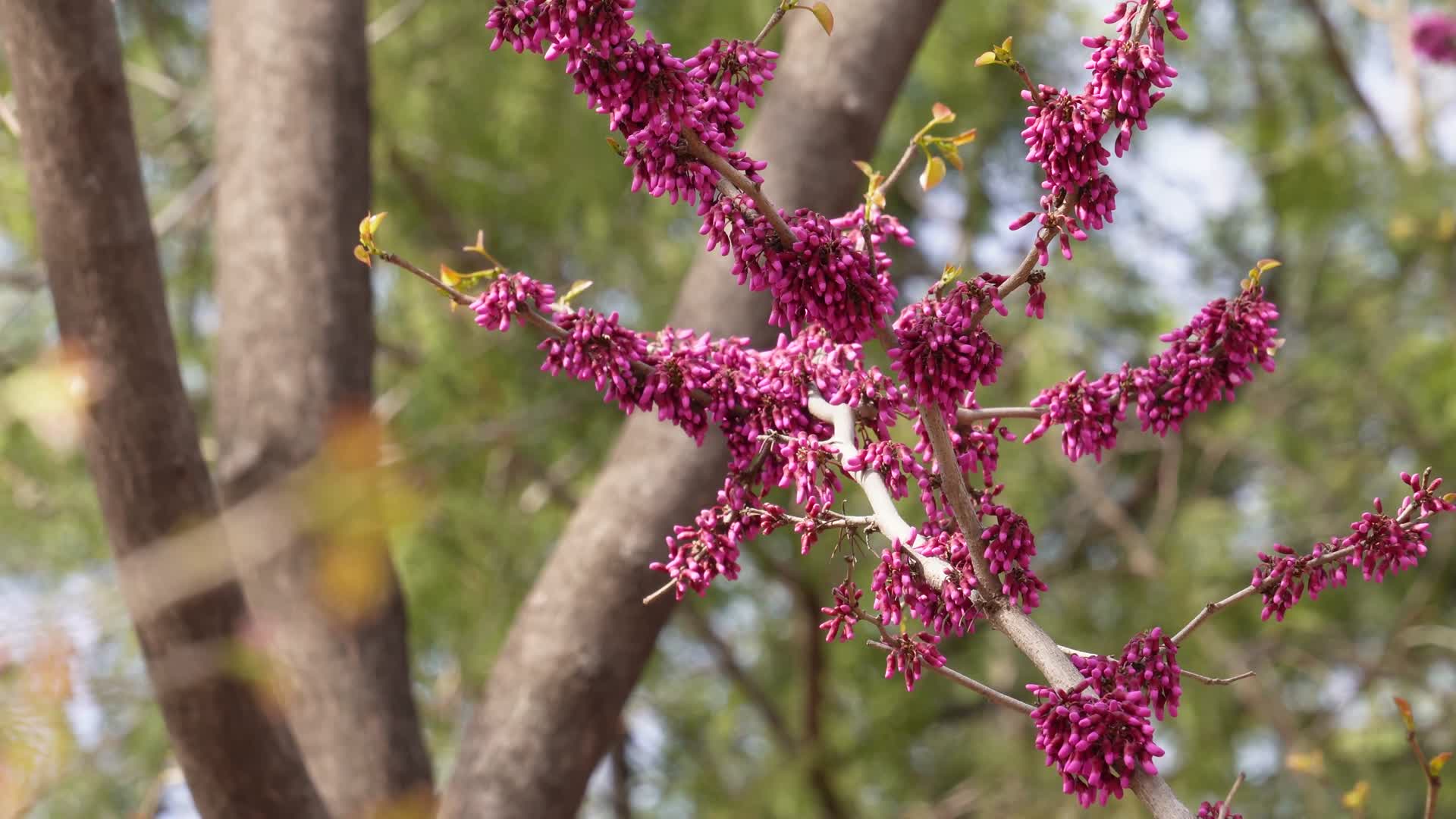 北京植物园紫色花朵粉红色花朵春季视频的预览图