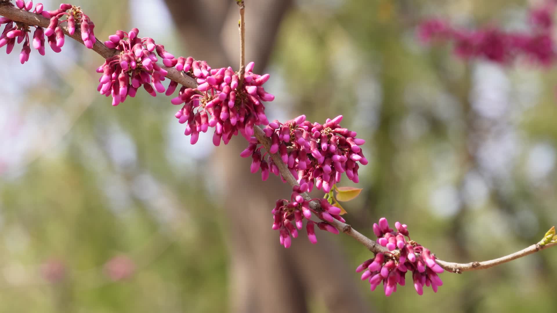北京植物园紫色花朵粉红色花朵春季视频的预览图
