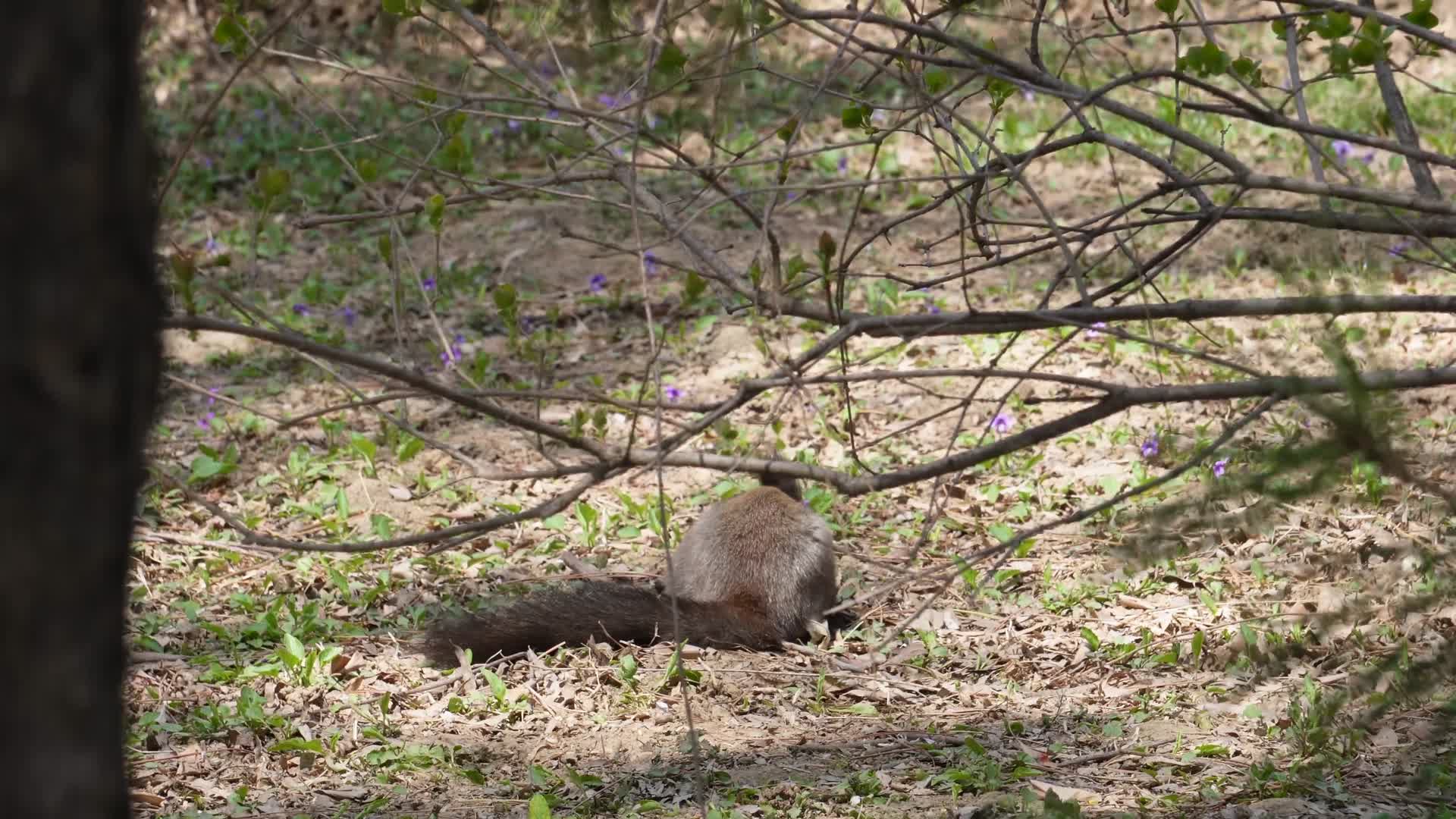 草地上埋藏粮食的雪地松鼠视频的预览图