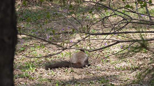 草地上埋藏粮食的雪地松鼠视频的预览图