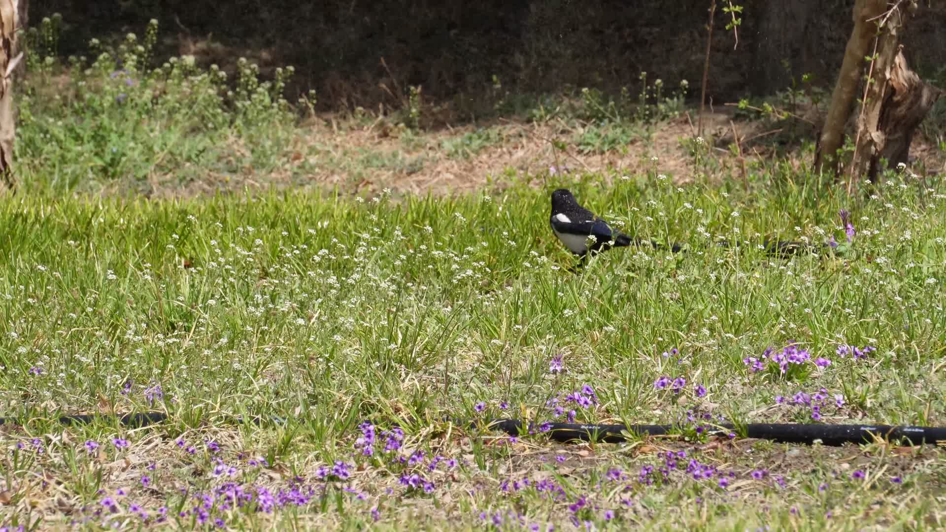 草地上散步的喜鹊报喜鸟视频的预览图