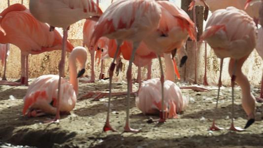 动物园里的保护动物火烈鸟视频的预览图