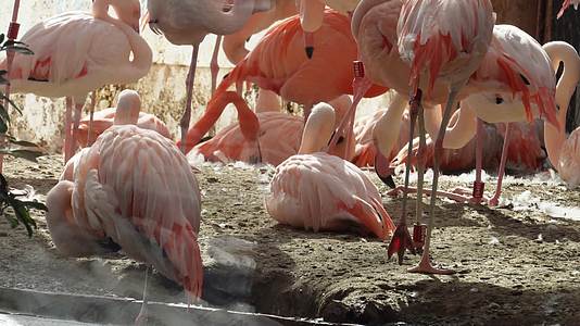 动物园里的保护动物火烈鸟视频的预览图