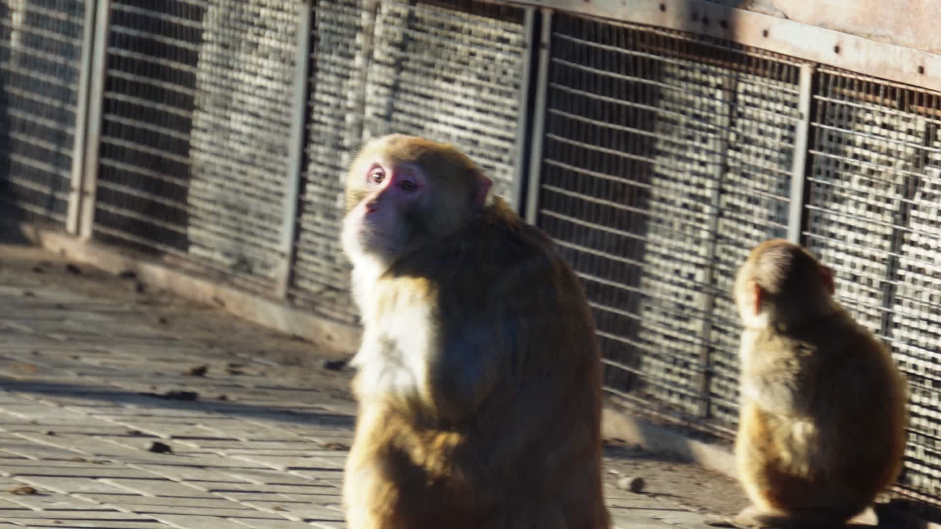 动物园里的猴子赤猴猴山视频的预览图
