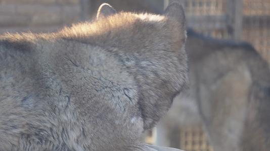 动物园里的藏狐和狼视频的预览图