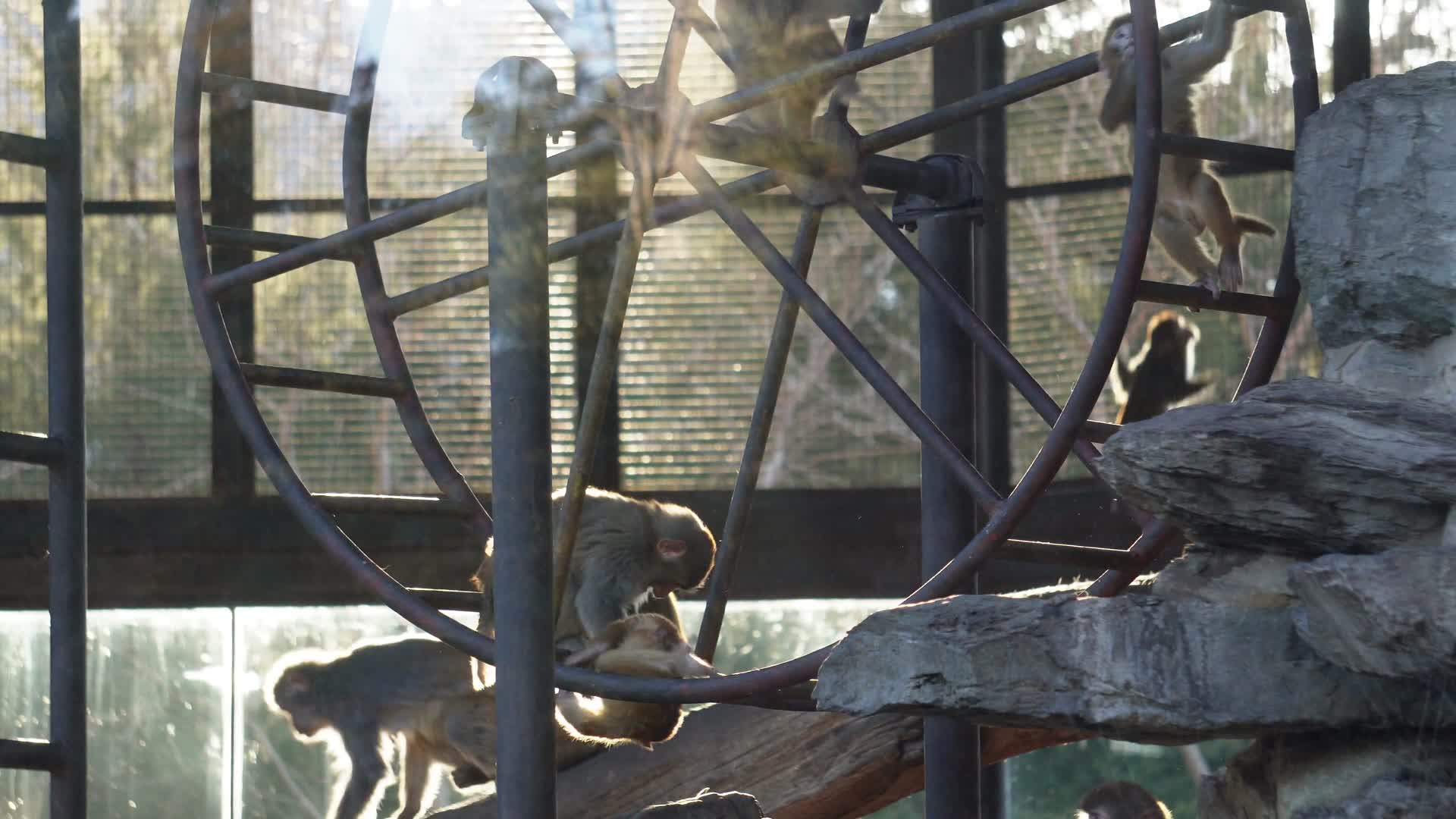 动物园里的猴子赤猴猴山视频的预览图